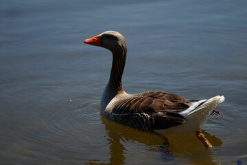 Canvas Print - Closeup of a beautiful Homemade goose swimming in pond under evening sun