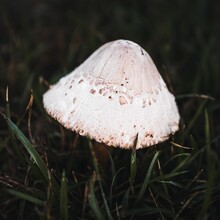 Macrolepiota Excoriata, A Mushroom In The Family Agaricaceae