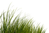 Fototapeta Łazienka - Green grass isolated for object design