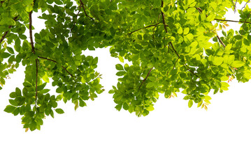 Tree branch with green leaf isolated for object and retouch design.