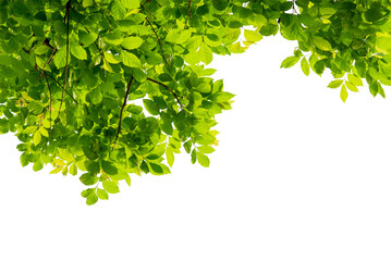 tree branch with green leaf isolated for object and retouch design.