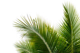 Fototapeta  - coconut palm leaf isolated for object and retouch design.