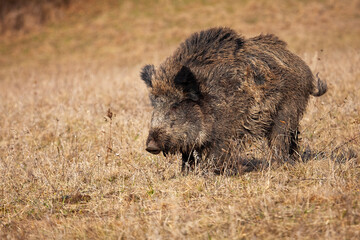 Wall Mural - wild boar, sus scrofa, walking on dry grassland in autumn nature. wild hog moving on field in fall e