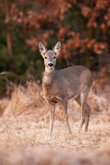 Wall Mural - roe deer, capreolus capreolus, female looking to the camera on dry field. doe staring on meadow in a
