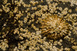 Azorean limpet Patella aspera and acorn barnacles Chthamalus stellatus. La Garita. Telde. Gran Canaria. Canary Islands. Spain.