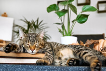 Gray Tabby Cat Sleeping On Coffee Table With Pumpkins And Monstera, Placing His Paw On The Pile Of Books. Reading And Studying, Back To School Concept. Fall Mood.