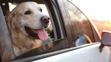 Golden retriever dog in the car looking from window outside and breathing with tonque out. Cute doggy pet labrador in vehicle transportation