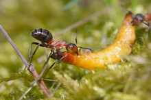 Red Forest Ants Formica Rufa Eating Yellow Caterpillar