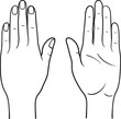 © Olga Begak Art - Human hand back and palm view vector illustration, male female anatomy line art
