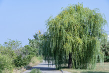Beautiful Large Willow Grows Near The Footpath. Lonely Tree Against The Blue Sky. New Young Branches On Thick Trunk. Lush Green Foliage And Plants. Weeping Willow.