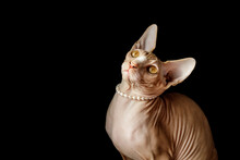Cat Breed Canadian Sphynx In Pearl Beads On A Black Background