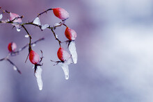 Ice-covered Red Rosehip Berries On A Bush On A Blurred Background. Icicles In Winter
