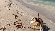 Close Up View Of White And Red Wild Crab Walking Trough The Shore At The Beach