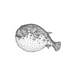 Purrerfish or Japanese fugu fish isolated monochrome sketch. Vector poisonous fish with puffed stomach, exotic toxic marine deep sea ocean animal. Bogeo bok porcupine fish, Japan cuisine food delicacy