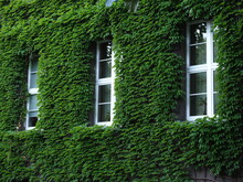 External Wall Of A Building Covered With Ivy And The White Window Frames 