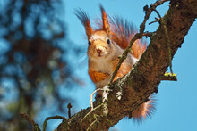 Red Squirrel (Sciurus Vulgaris) On Tree Branch In The Forest. Cute Little Red Squirrel Sitting Tree Branch And Looking Down From Above, Beautiful Fluffy Red Squirrel In Park