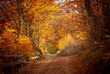 The colors and texture of autumn in beautiful sceneries, landscape, flowers and leaves
