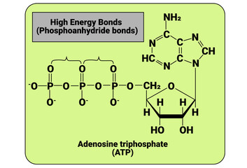 Wall Mural - High Energy Bonds (Phosphoanhydride bonds)