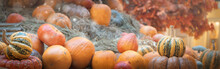 Blurred Ripe Pumpkins In The Fall. Autumn Harvest