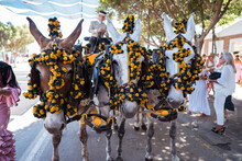 Mules With Decorated Bridles Pulling Cart