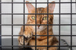 © Svetlana Rey - The muzzle of a sad cat is visible through the bars of the pet shelter.