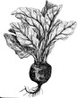 Beetroot hand drawn vintage botanical vector
