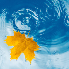 Wall Mural - Yellow maple leaf on the surface of the water with waves of drops and clouds reflection