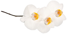 White Orchid Flower With Stem