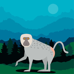 Wall Mural - baboon monkey in camp