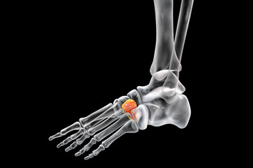 Poster - Intermediate cuneiform bone of the foot, 3D illustration