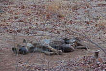 Spotted Hyena (Crocuta Crocuta) With Cubs 14881