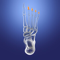 Canvas Print - Middle phalanges of the foot, 3D illustration