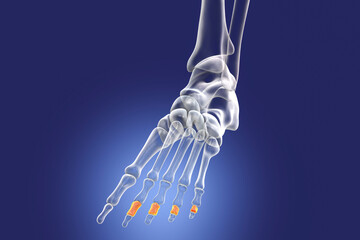 Wall Mural - Middle phalanges of the foot, 3D illustration