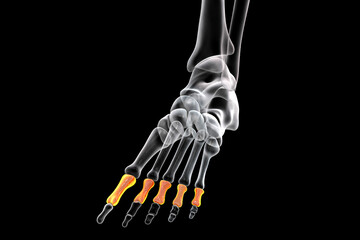 Wall Mural - Proximal phalanges of the foot, 3D illustration