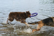 Two dogs having fun playing in water and spray flying in different directions. Australian Shepherd with puller in teeth catches up with German Shepherd running along riverbank. Happy dog emotions.