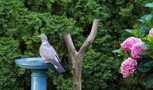Wood Pigeon In The Garden,ringeltaube Im Garten