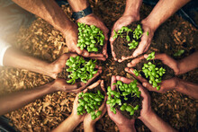 Diverse Group Of People Holding Sustainable Plants In An Eco Friendly Environment For Nature Conservation. Closeup Of Hands Planting In Fertile Soil For Sustainability And Organic Farming