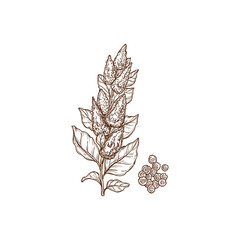 Wall Mural - Quinoa plant and seeds superfood isolated monochrome icon. Vector cereal crop, sorghum field plant rich in protein, dietary fiber, B vitamins and minerals. Agriculture cultivation, Chenopodium quinoa