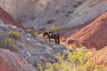 Wild Malnourished Copper Red Lone Equus Ferus Caballus Horse Wanders The Low Desert Canyon Scrub Brush Around Sunset Scavenging For Food