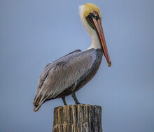 Pelican On Perch.