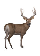 A 3d Digital Render Of A Male Deer With Antlers Isolated On A Transparent Background.