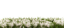 Green Grass Covered In Snow And Small White Flowers 3d-illustration