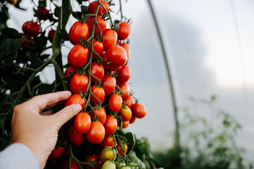 Hand hält, fühlt Superfood Tomaten, viele rote reife Tomaten am Strauch. Querformat