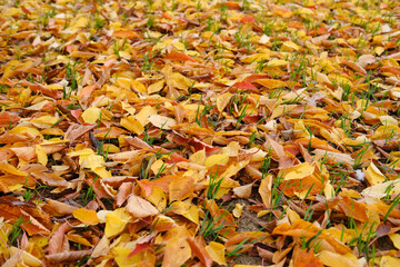 yellow natural pattern, background of fallen leaves, golden leaves lie chaotically on the ground, autumn mood concept, seasonal