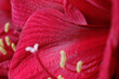 Close - up of beautiful sensual red amaryllis petals. Bright red flower with visible delicate filaments and anthers on light background.