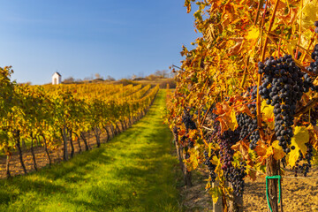 Poster - Vineyard and calvary near Hnanice, Znojmo region, Southern Moravia, Czech Republic