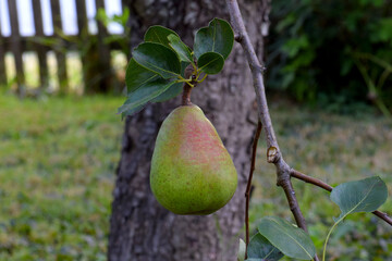 Sticker - Pear Fruit Tree 02