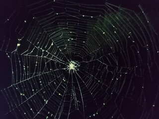 Wall Mural - The spider hunts on the web. Horror background. Spider web trap concept. Insect macro.