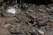 Close-up of long-legged wood frog or Rana macrocnemis