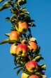 apple tree, espalier fruit